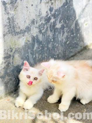 Traditional persian kitten